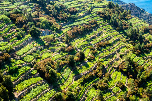 close up of steeply sloped terraced vineyards in cinque terre - manarola imagens e fotografias de stock