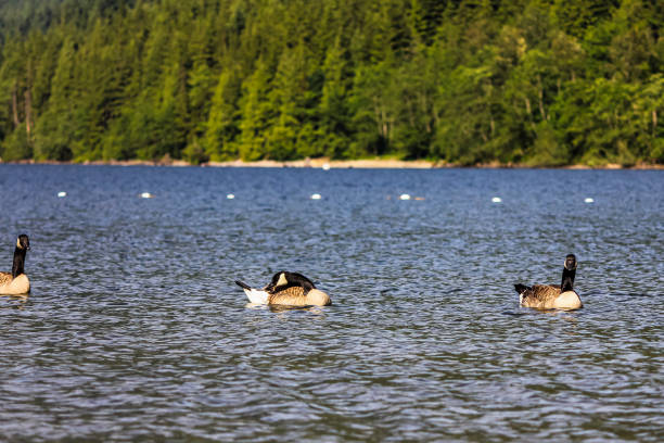 istock Ducks swimming in Lake Water with Trees on Mountains in Background 1221916422