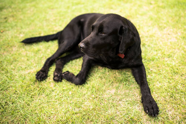 istock Black labrador dog - color 1221917082