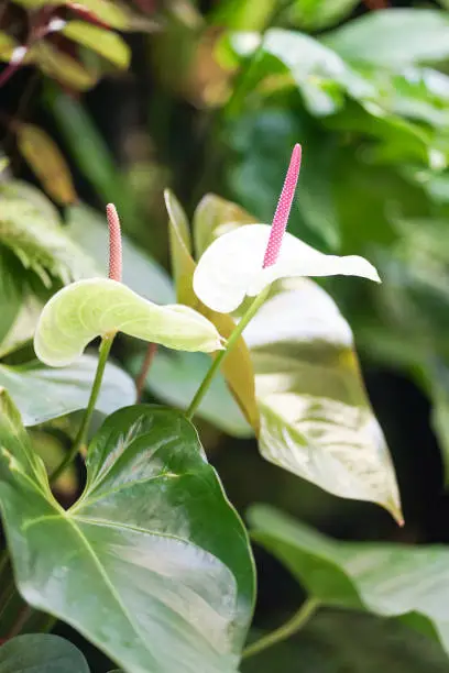 Photo of Spadix flower. A closed up of a white Anthurium with soft focus. It is also known by many names such as flamingo flower and boy flower.