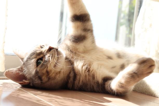 istock Cute cat relaxing and raising hands. 1221919765