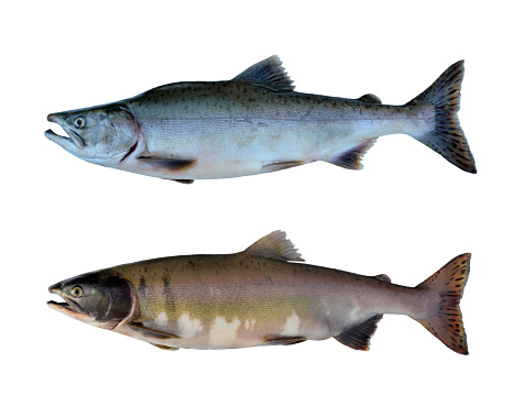 Different stages of life of an Alaskan pink salmon or humpy salmon, known scientifically as Oncorhynchus gorbuscha. In the ocean (ocean phase) it shows greenish colors, like this male fish on the top of the picture). This species has large spots on the back and large oval blotches on both tale lobes. Spawning females (bottom picture) turn golden-pinkish upper sides and creamy white below.