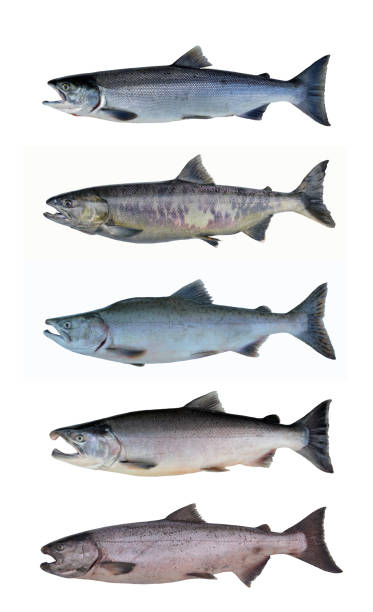 istock Salmon of Alaska, USA 1221924391