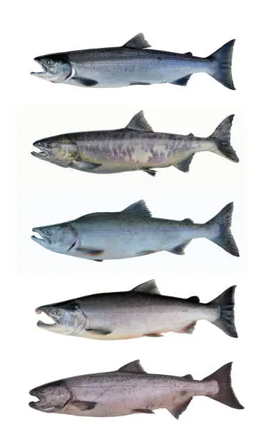 All five salmon species living in the Alaska waters: red, chum, pink, silver and king salmon