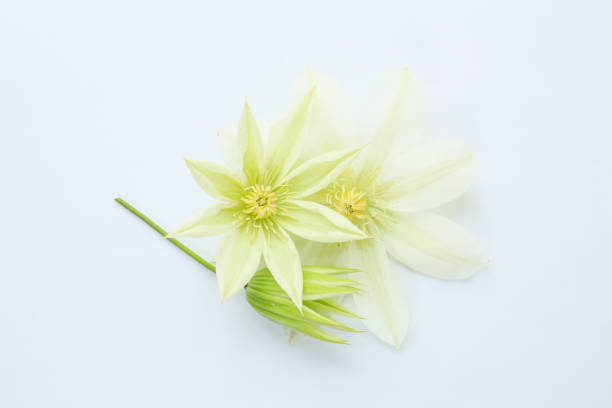 white clematis flowers on a light wooden background