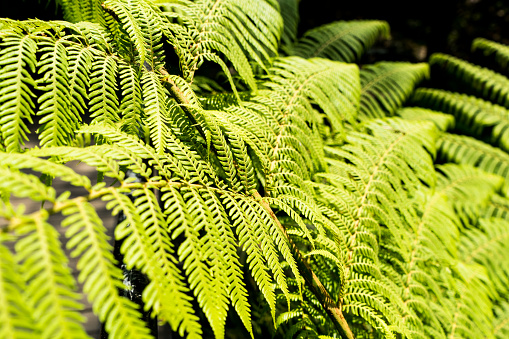 Close up photo of green fern fronds