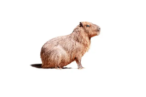 Capybara, ( hydrochoerus hydrochaeris ) seated in profile, isolated on white background.