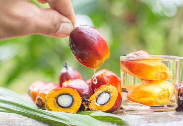пальмовое масло из сада добывается в продуктах пальмового масла. - extracted стоковые фото и изображения