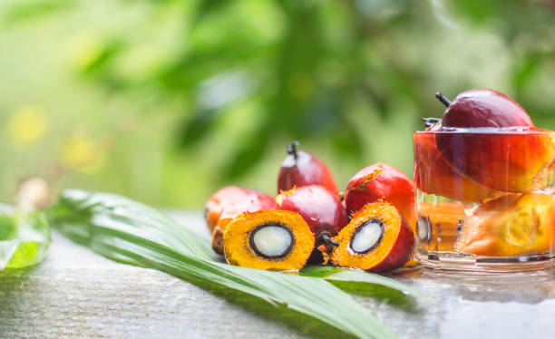 olej palmowy z ogrodu jest ekstrahowany do produktów z oleju palmowego. - extracted zdjęcia i obrazy z banku zdjęć