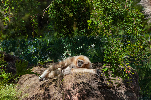 Lar gibbon with light sandy color fur, relaxing on a rock.