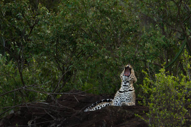 A yawn of the Queen
