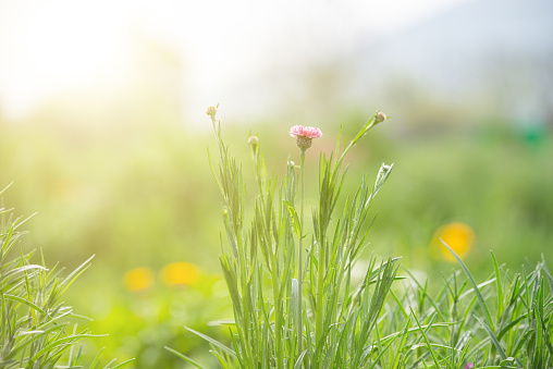 Flowers in a bright and colorful garden