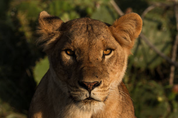 istock Portait of a Lions' face 1221931747