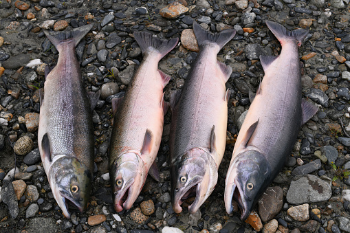 Fresh caught Alaska salmon; two silvers (coho) inside, and two sockeyes (red salmon) outside.