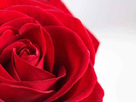 Red roses in a pot isolated on a white background. Top view.