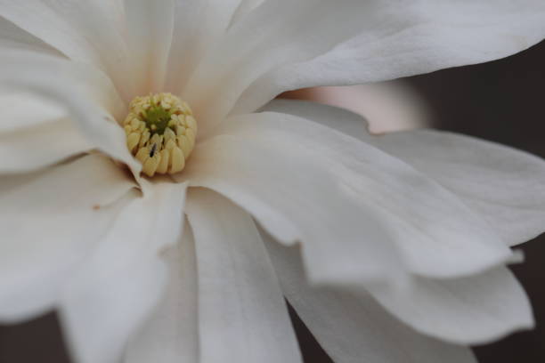istock White Magnolia flowers in spring season. 1221932898