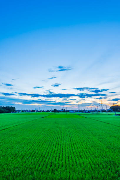 puesta de sol en los campos de arroz. - rice rice paddy farm agriculture fotografías e imágenes de stock
