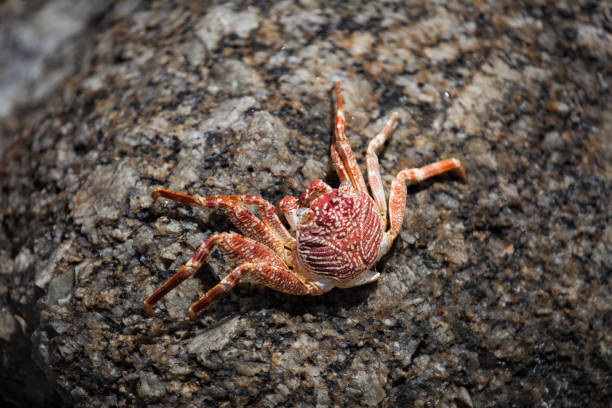 istock crab on the stone on the beach 1221934360
