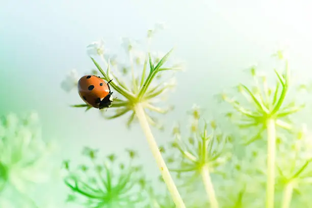 Photo of Ladybug and Queen Anne's Lace wildflower