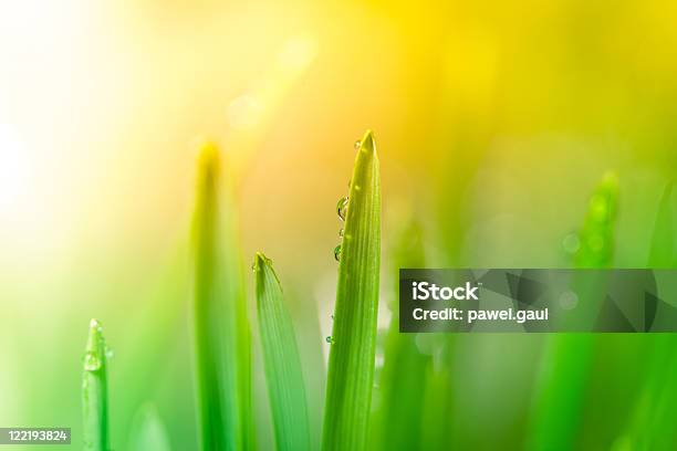 Photo libre de droit de Lames De La Rosée Du Matin Sur Lherbe Au Lever Du Soleil banque d'images et plus d'images libres de droit de Agropyre