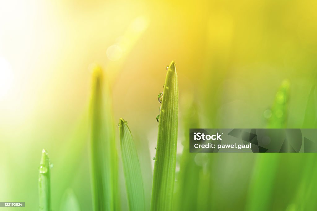 Morning dew sull'erba durante l'alba - Foto stock royalty-free di Flora