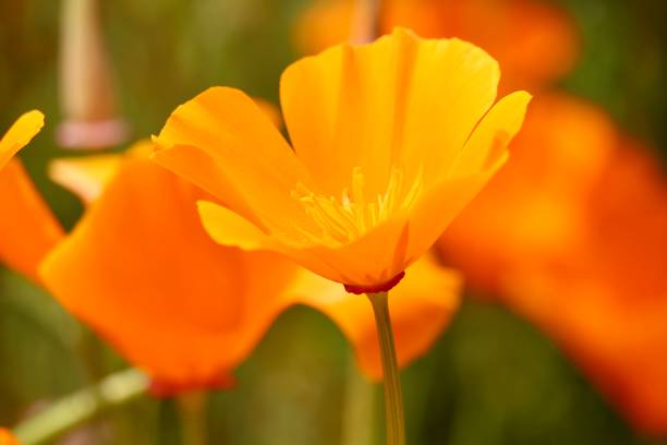 istock California Poppy 1221938332