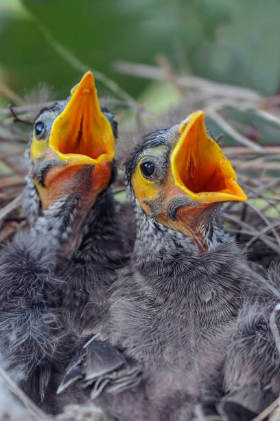 istock Noisy Miner babies in a nest 1221938503