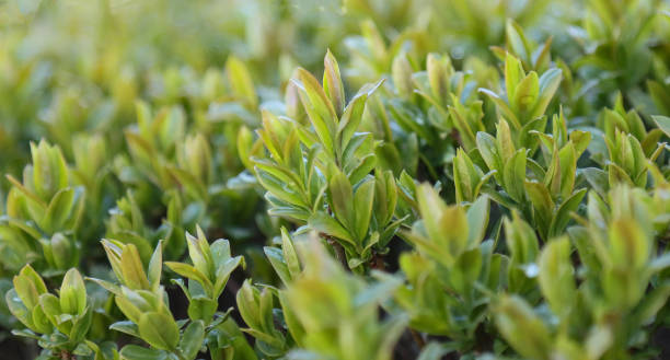 istock Garden bushes with leaves, background. 1221940336