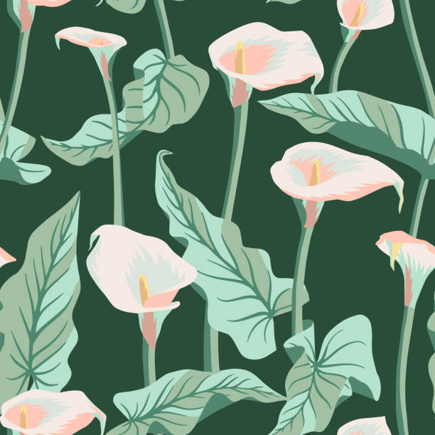 ilustraciones, imágenes clip art, dibujos animados e iconos de stock de patrón floral vectorial con flores de calla exóticas. ilustración botánica - alcatraz planta