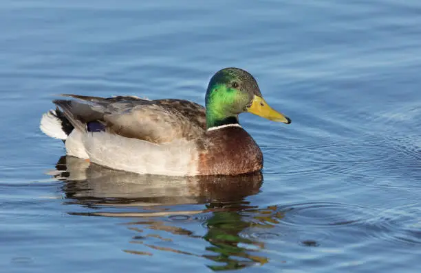 The mallard is a dabbling duck that breeds throughout the temperate and subtropical Americas, Eurosiberia, and North Africa and has been introduced to New Zealand, Australia, Peru, Brazil, Uruguay, Argentina, Chile, Colombia, the Falkland Islands, and South Africa.