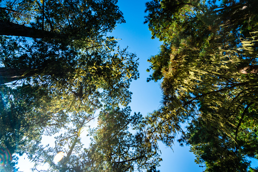 looking up inside thick forest , Coastal Pines , Monterrey Live Oak , Pacific Coastal Pines of Northern California Close to Monterrey , California , USA