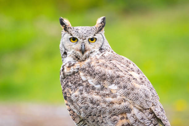 istock Closeup of Owl 1221943084