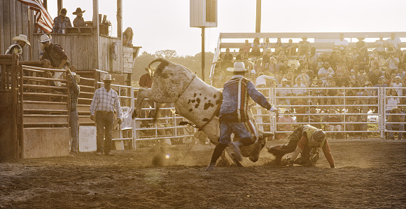 A Male BullRider Competing in a Bull Riding Event Is Thrown from the Bull's Back in a Stadium Full of People at Sunset