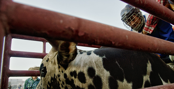 A Bull Rider Wearing a Protective Safety Helmet Sits on Top of a Bull in a Pen before Competing in a Bull Riding Event