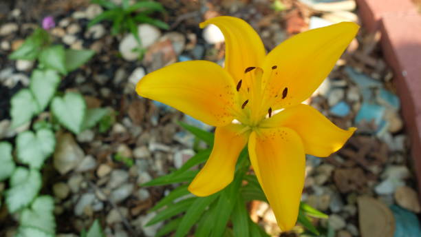 istock yellow lilly bloom in garden 1221943977