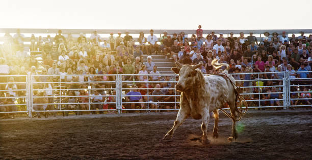 un toro corre intorno a uno stadio mentre una folla di persone guarda a un evento di bull riding competition - rodeo foto e immagini stock