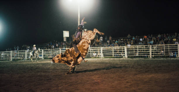 młody człowiek konkuruje w bull riding event podczas jazdy na bucking bull's back w stadionie pełnym ludzi w nocy - horseback riding cowboy riding recreational pursuit zdjęcia i obrazy z banku zdjęć