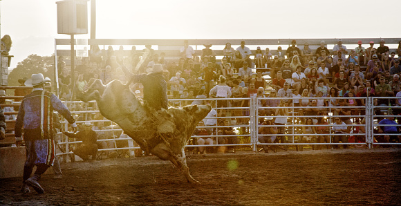 A BullRider Competing in a Bull Riding Event while Riding on a Bucking Bull's Back while the Rodeo Clown in a Stadium Full of People at Sunset