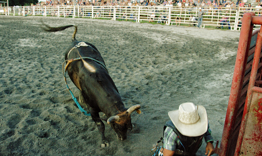 A Bull Charges a Bull Rider at a Bull Riding Event in a Stadium Full of People at Sunset