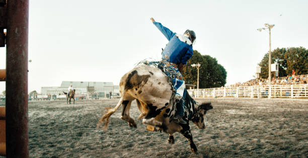 istock A Bull Rider Competes in a Bull Riding Event while Riding a Bucking Bull's Back in a Stadium Full of People at Sunset 1221944688