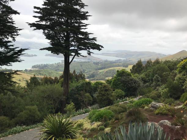 istock New Zealand Garden 1221945668