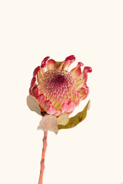 istock Close-up of a protea flower isolated on a white background 1221945768