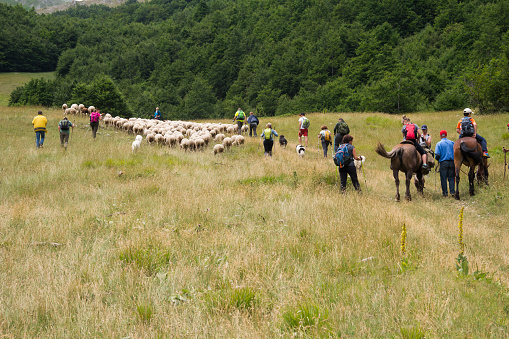 Abruzzo, Italy - July 3, 2017: A group of tourists from Malta, USA and Italy join local shepherds leading a flock of sheep on an annual migration into higher mountain pastures known as the Transhumanza, a tradition in the central mountains of Italy that have continued for centuries.