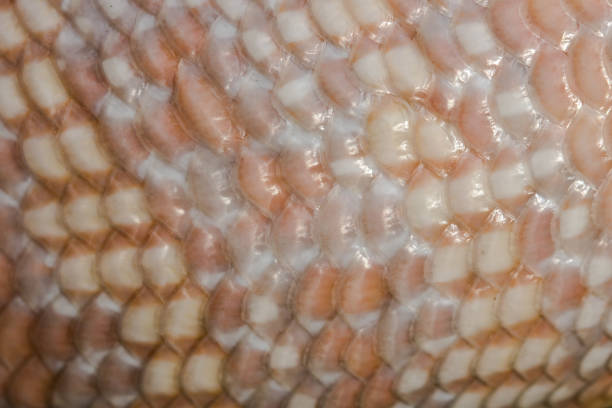 istock Blue-tongue lizard scales 1221946516