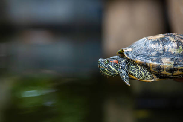 istock Red Eared Terrapin - Trachemys scripta elegans. Red eared slider turtle in the summer sunlight 1221946623