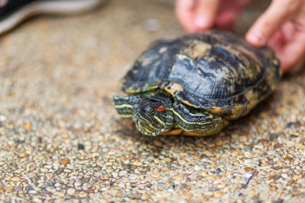 istock Red Eared Terrapin - Trachemys scripta elegans. Red eared slider turtle in the summer sunlight 1221947051