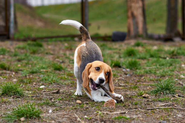 istock one beagle dog plays with a wooden stick in a funny pose 1221947889