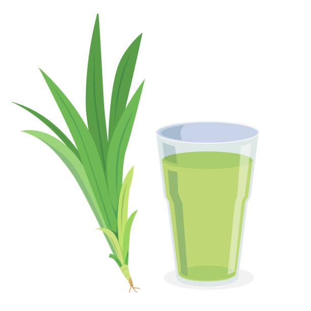 pandanus - screwpine stock-grafiken, -clipart, -cartoons und -symbole