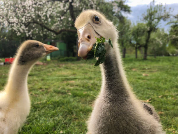 Canada goose runs on a green meadow in the sunshine and eats grass in spring. Brown and white plumage with a bowed head. Black feathers on the neck