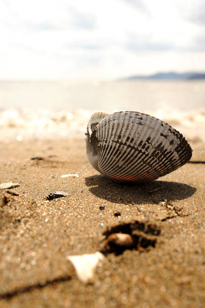 istock vertical image of an opened white and black shell on a sandy beach against the background of white sea foam 1221948766